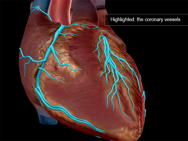 Serious as a Heart Attack: 7 Facts about Cardiovascular Disease