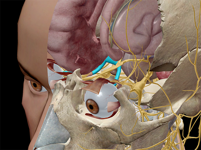 optic chiasm and nerve, highlighted in blue.