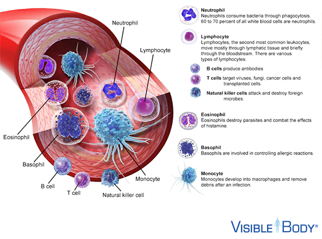 the lymphatic system: innate and adaptive immunity
