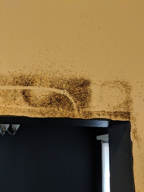 How To Clean Roach Poop Off Walls 