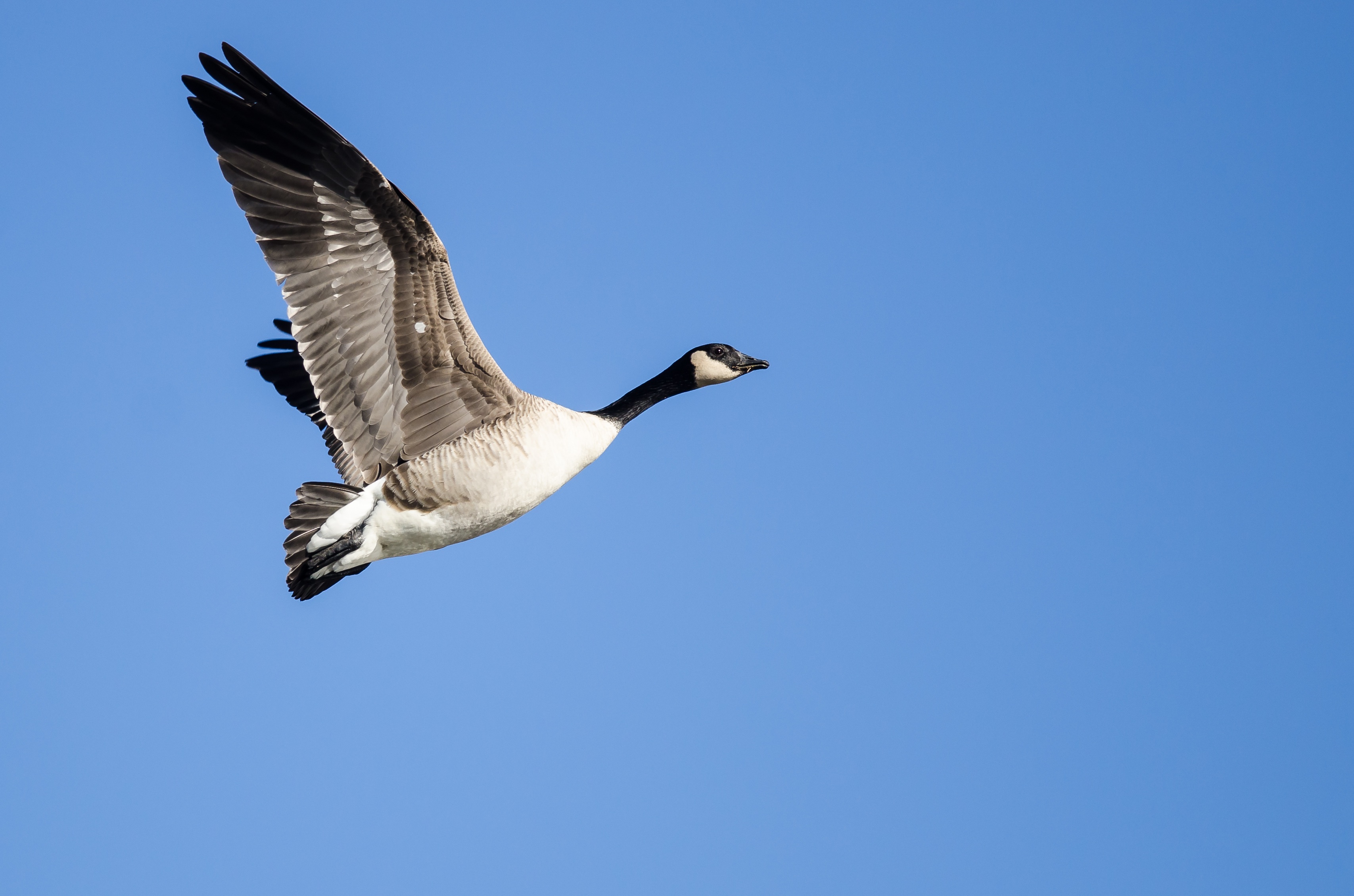 bigstock-Canada-Goose-Flying-In-A-Blue--247800130