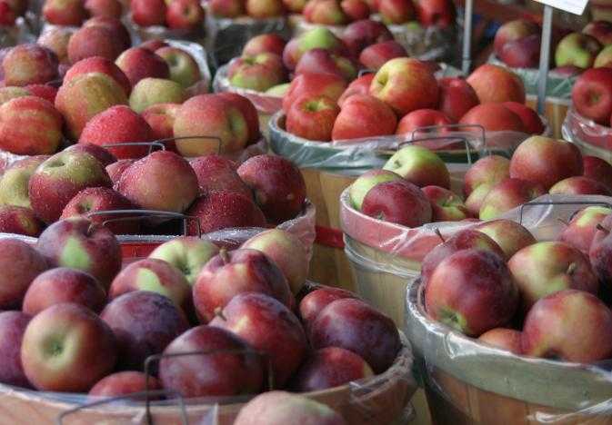 iNECTA Food ERP for Produce Packer/Shipper | inecta