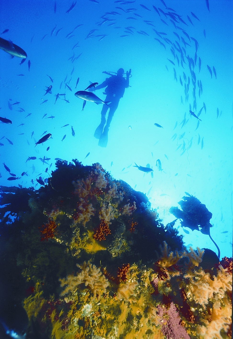 A Scuba Diving Road Trip Through New Zealand