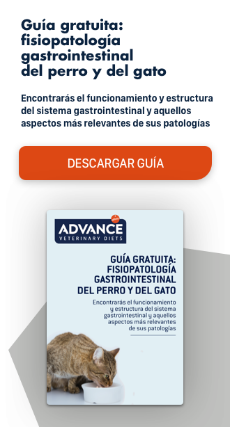 Parvovirosis Canina Tratamiento Y Pronostico Vets Clinics