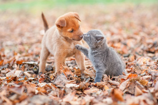 Actualite Scientifique Connaissez Vous Le Phenomene De L Agression Mignonne Happyneuron