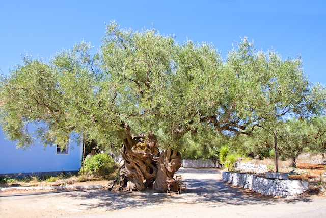 Greece_olive_tree_blog.jpeg