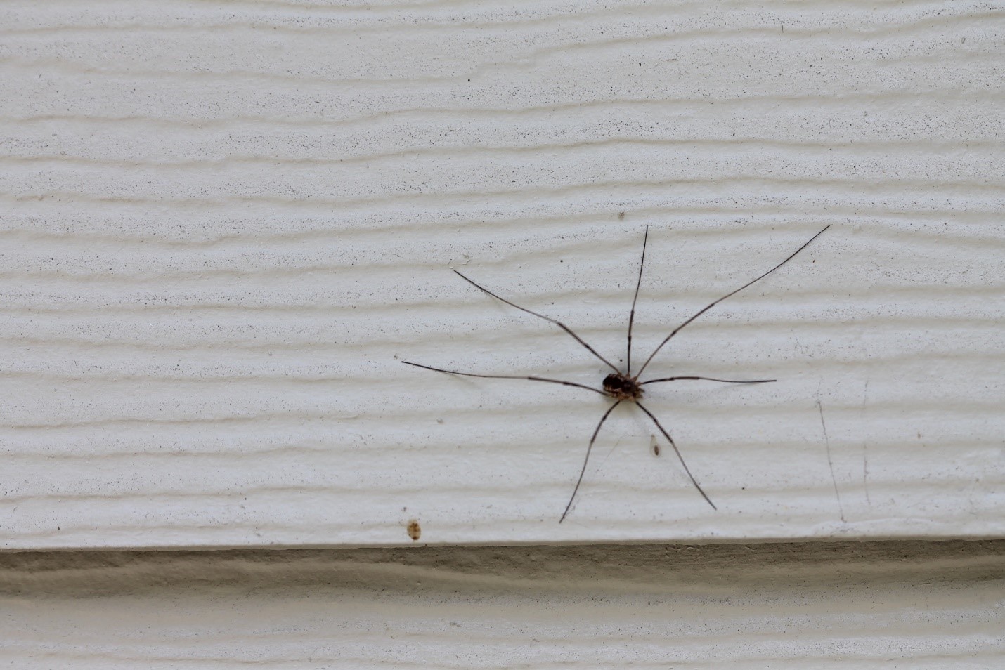 Are Spiders In My Home Dangerous?