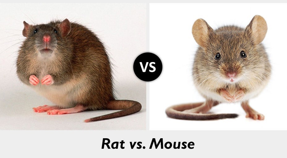 Rats vs mice droppings