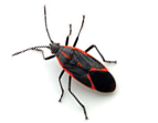 Remove Boxelder Bugs in PA and NJ