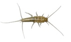 Silverfish | Cooper Pest Solutions