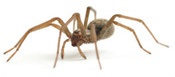 Spider removlal in NJ and PA | Cooper Pest Control