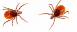 Eliminate and Prevent Ticks in NJ and PA with Cooper Pest Solutions