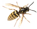Prevent and Remove Wasps in NJ and PA with Cooper Pest Solutions.