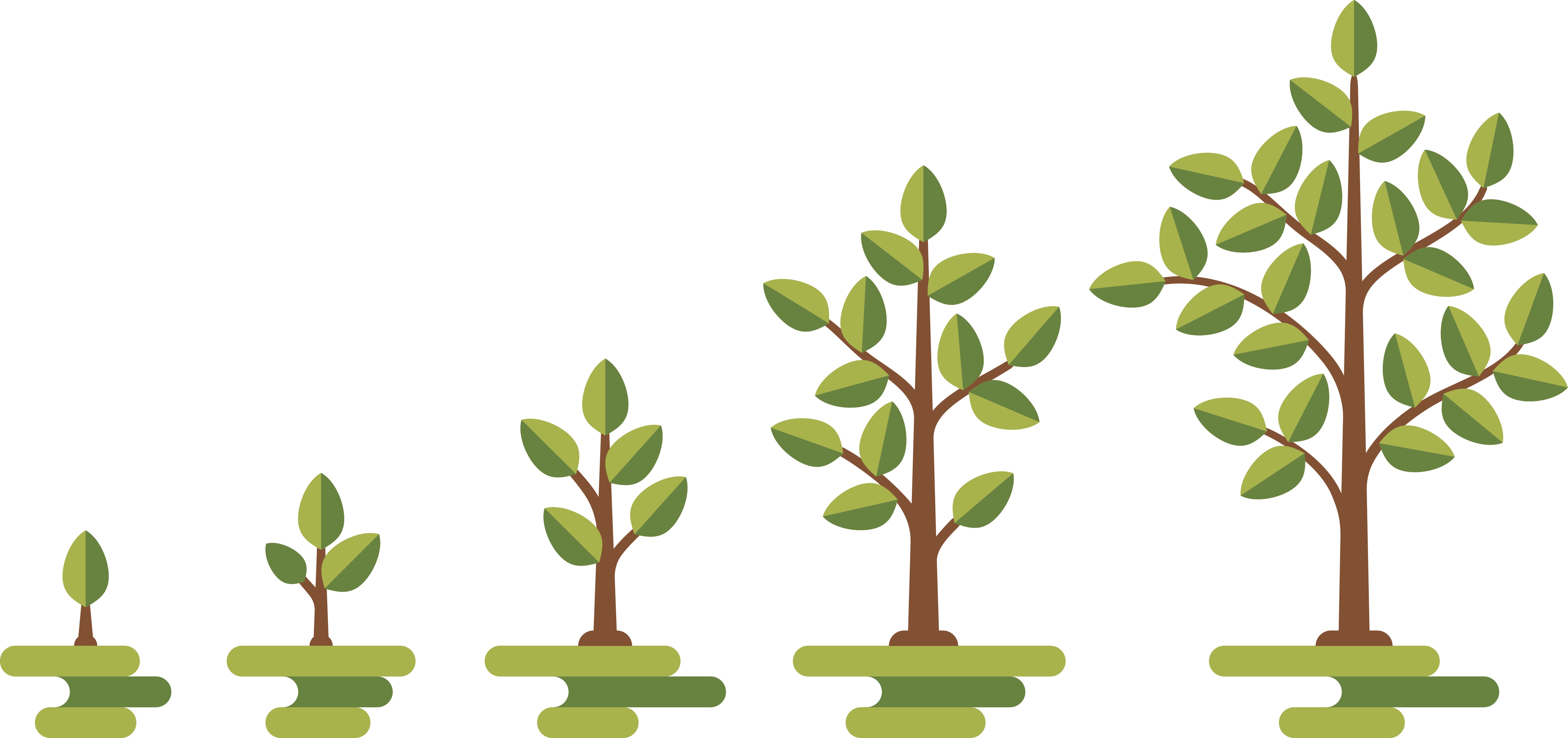 Tree-Growth-Illustration.jpg