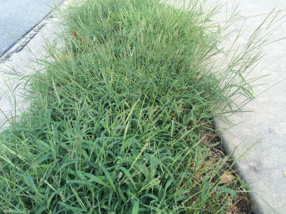 Is It Too Late For Crabgrass Preventer In Cincinnati Dayton Or Northern Kentucky