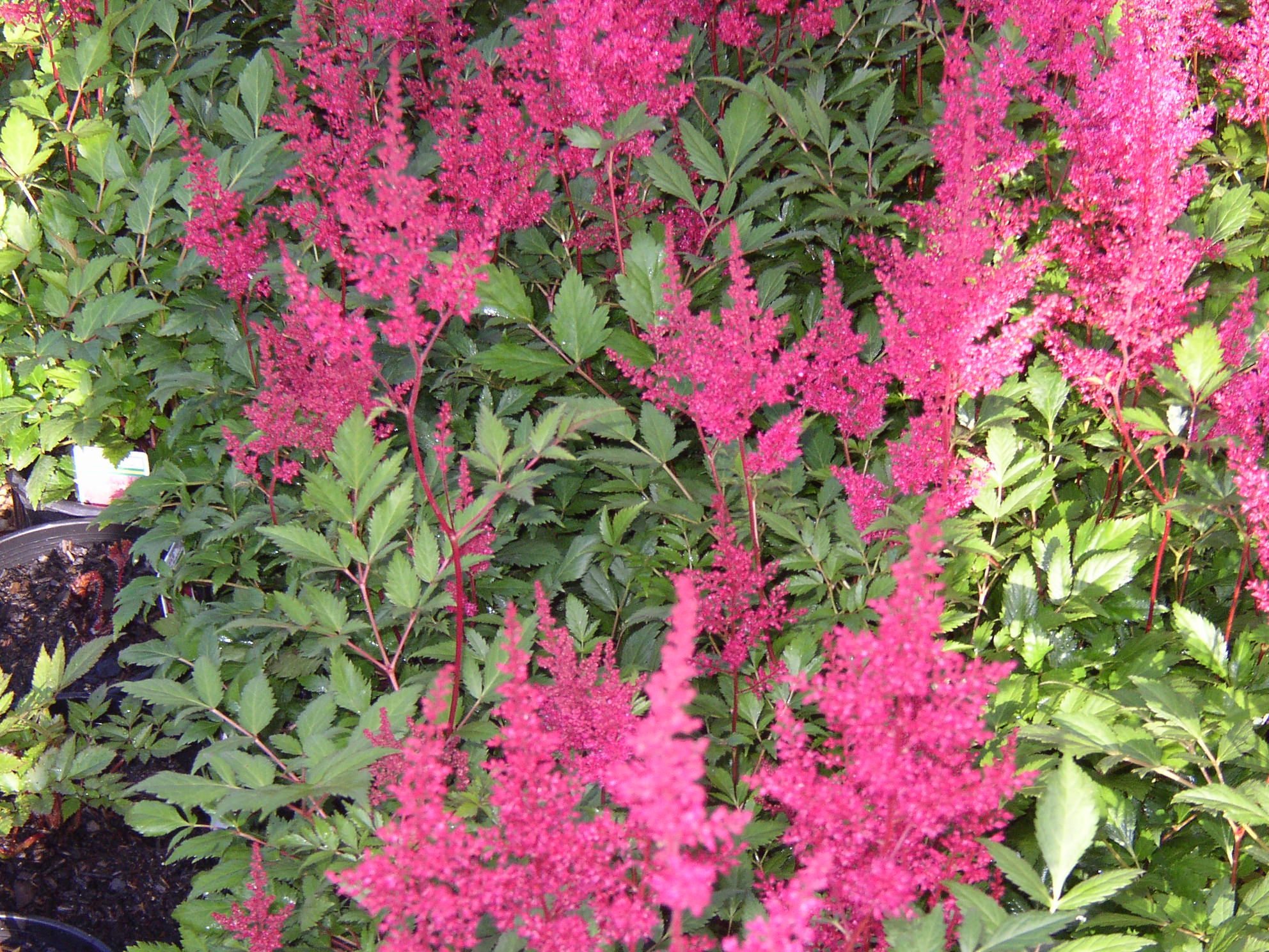 Astilbe Flower Quotes - Best Flower Wallpaper