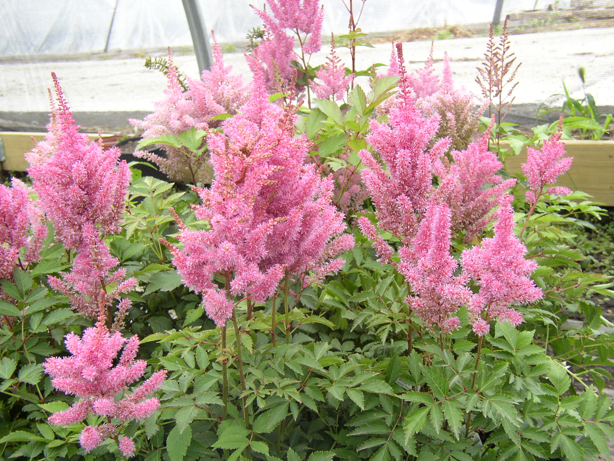 Astilbe Flower Quotes - Best Flower Wallpaper