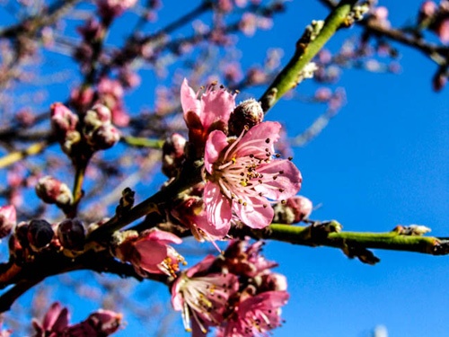 Summer Heat Relief: Sweet Peach Herbal Elixir