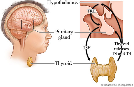 pituitary glands and thyroid