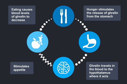 ghrelin