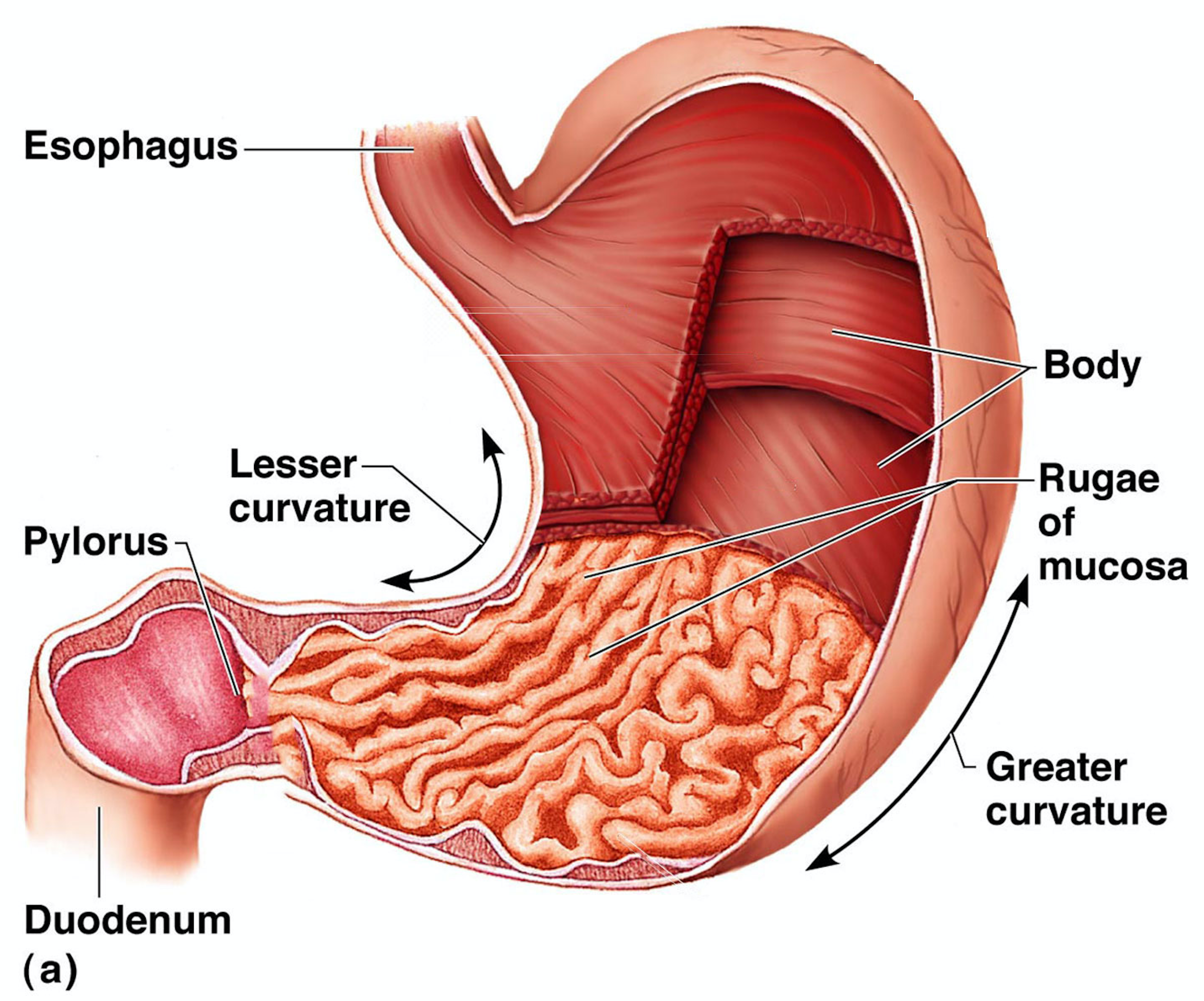 anatomy of the stomach to understand the gastric sleeve