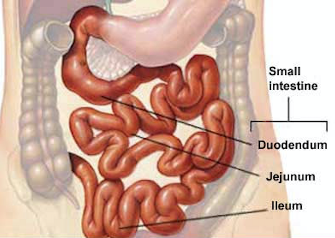 Jejunum and Duodenum.png