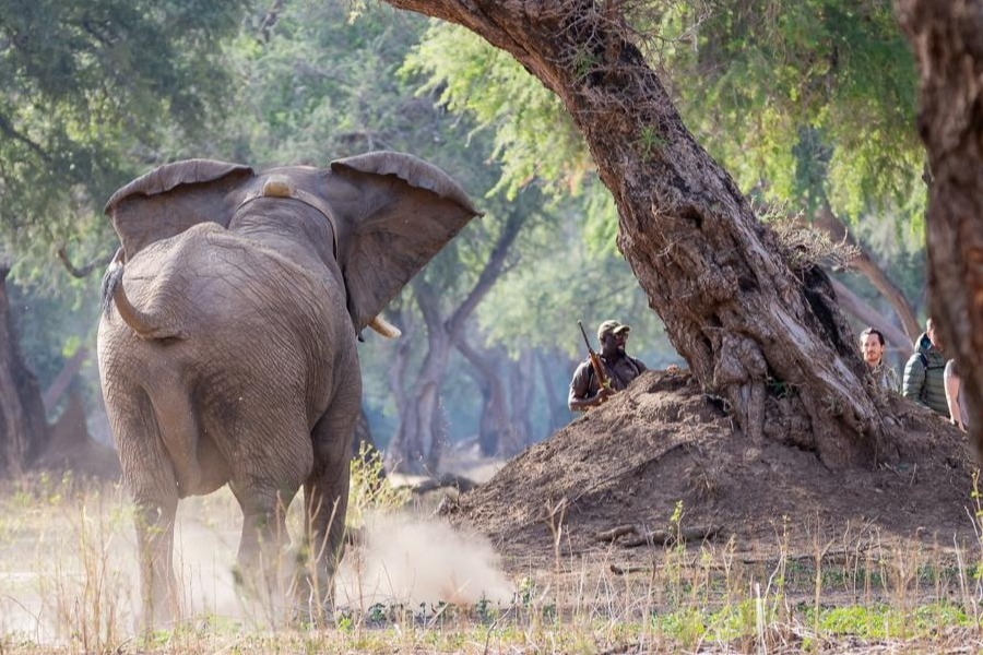 Elephant Mana Pools National Park Walking Safari Professional Guide When is the best time to go on safari to Zimbabwe