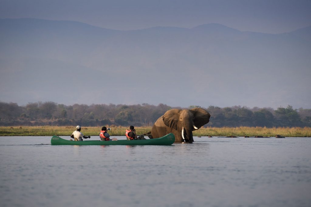 CANOE-Zambezi-Expeditions-Mana-Pools-National-Park-Zimbabwe-Safari-Tented-Camp-African-Bush-Camps-Canoe-with-elephant-1-1024x684-1