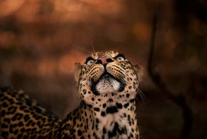 “This beautiful specimen of a leopard has mesmerizing eyes with an unusual hint of pale blue. She had made a kill in the night, but her cubs had clumsily knocked the antelope carcass out of the tree. She now needed to hoist it back up! I knew there would be a brief moment, when she would gaze up at the tree, to plot her route up. As soon as her beautiful eyes glanced skyward, I tripped my shutter…” Panthera pardus (African leopard) Tuli Block Botswana