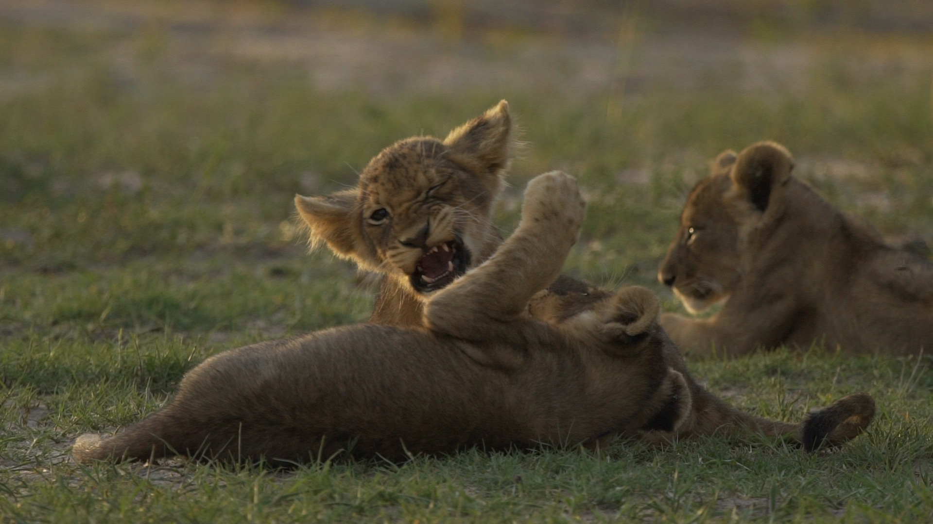Lionesses & cubs5