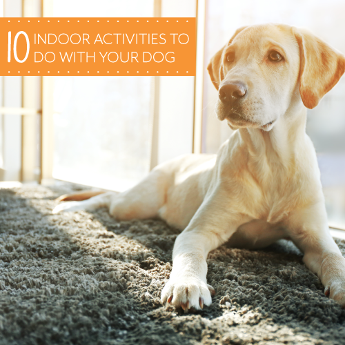 Indoor Activities For Your Dog