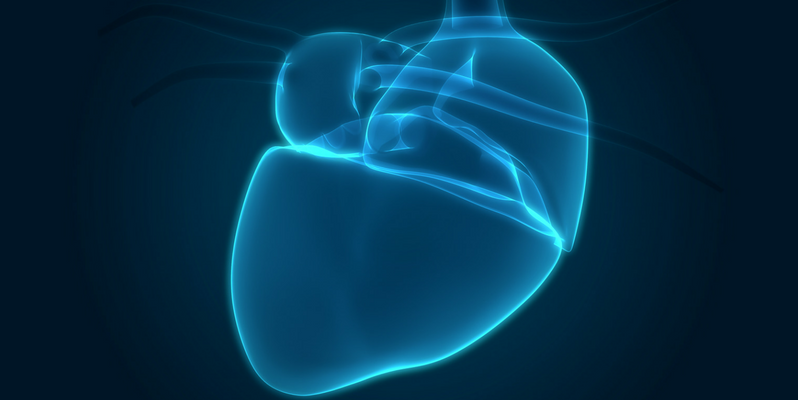 Researchers 3D Print A Human Heart