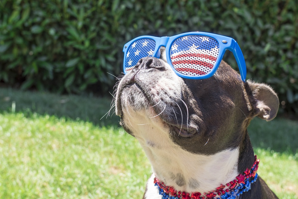 Even Your Dog Has A Persona