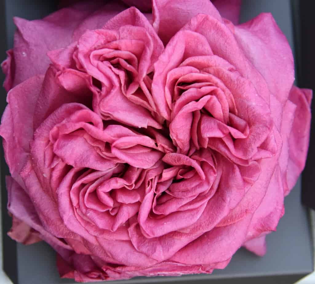 Dried Rose FAQ {How to store and use fresh dried roses} – Lizzy Lane Farm  Apothecary