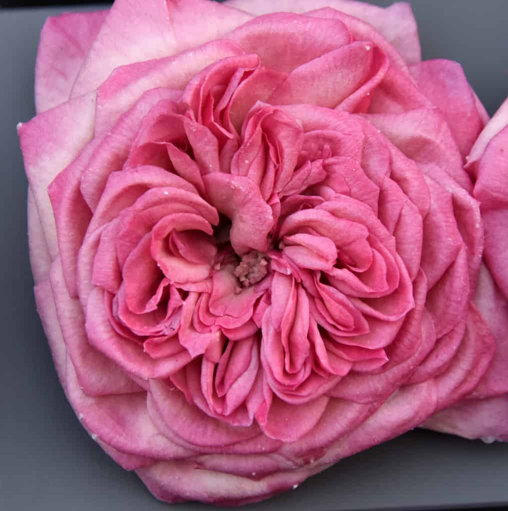 Dried Rose FAQ {How to store and use fresh dried roses} – Lizzy