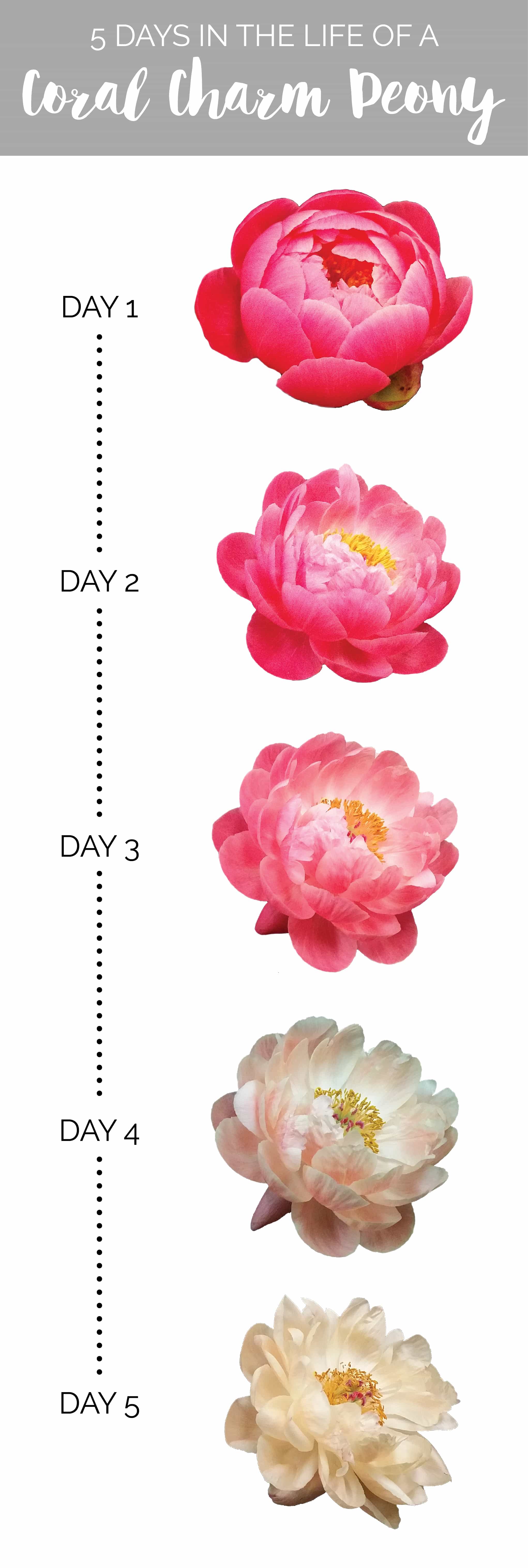 Life of a Coral Charm Peony
