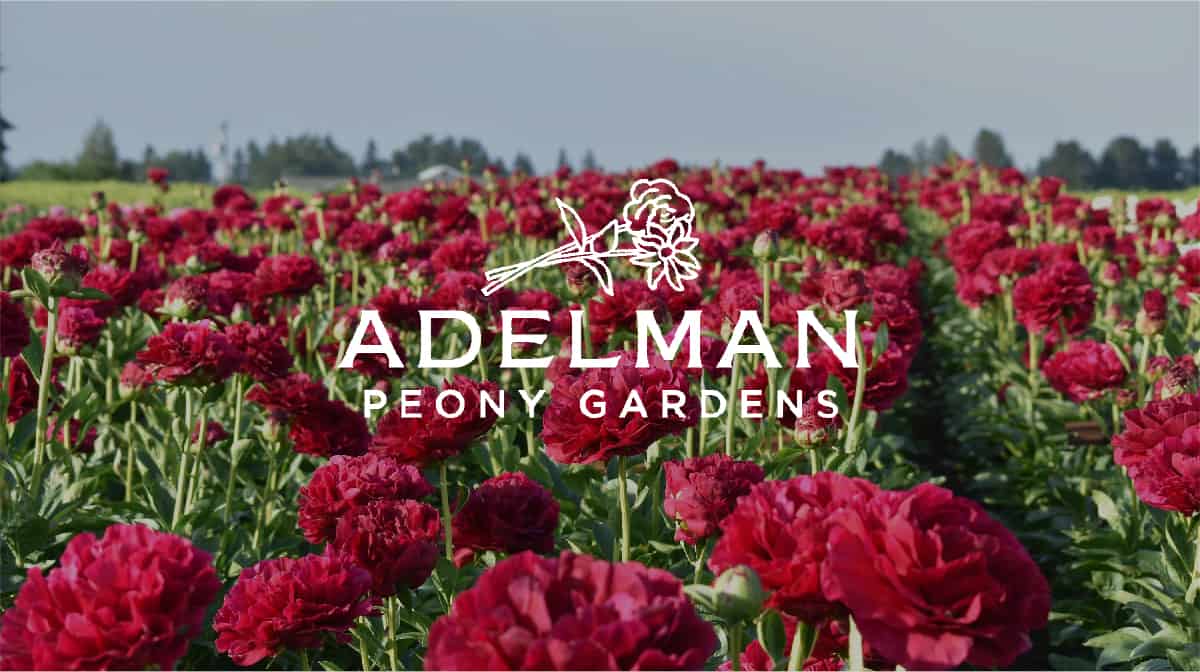 The Comanche Peony  Adelman Peony Gardens