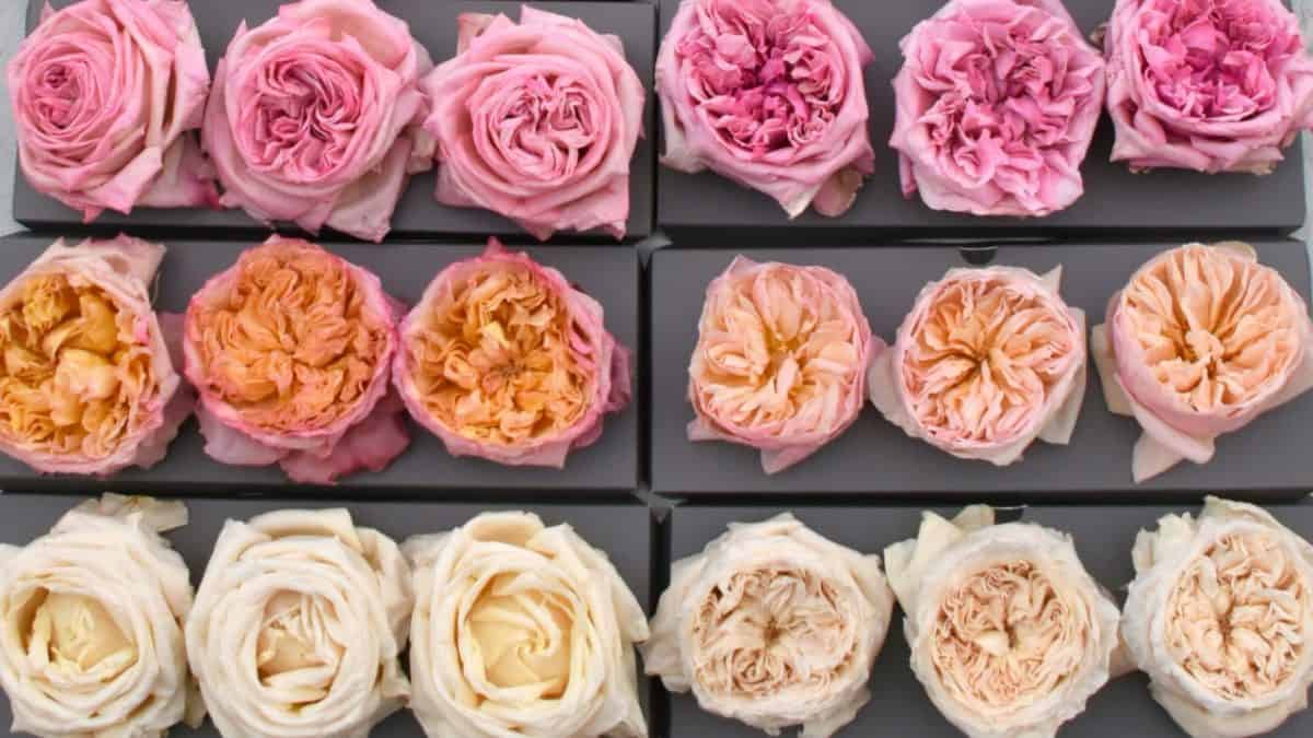 Preserved/dried Roses Set of 4 