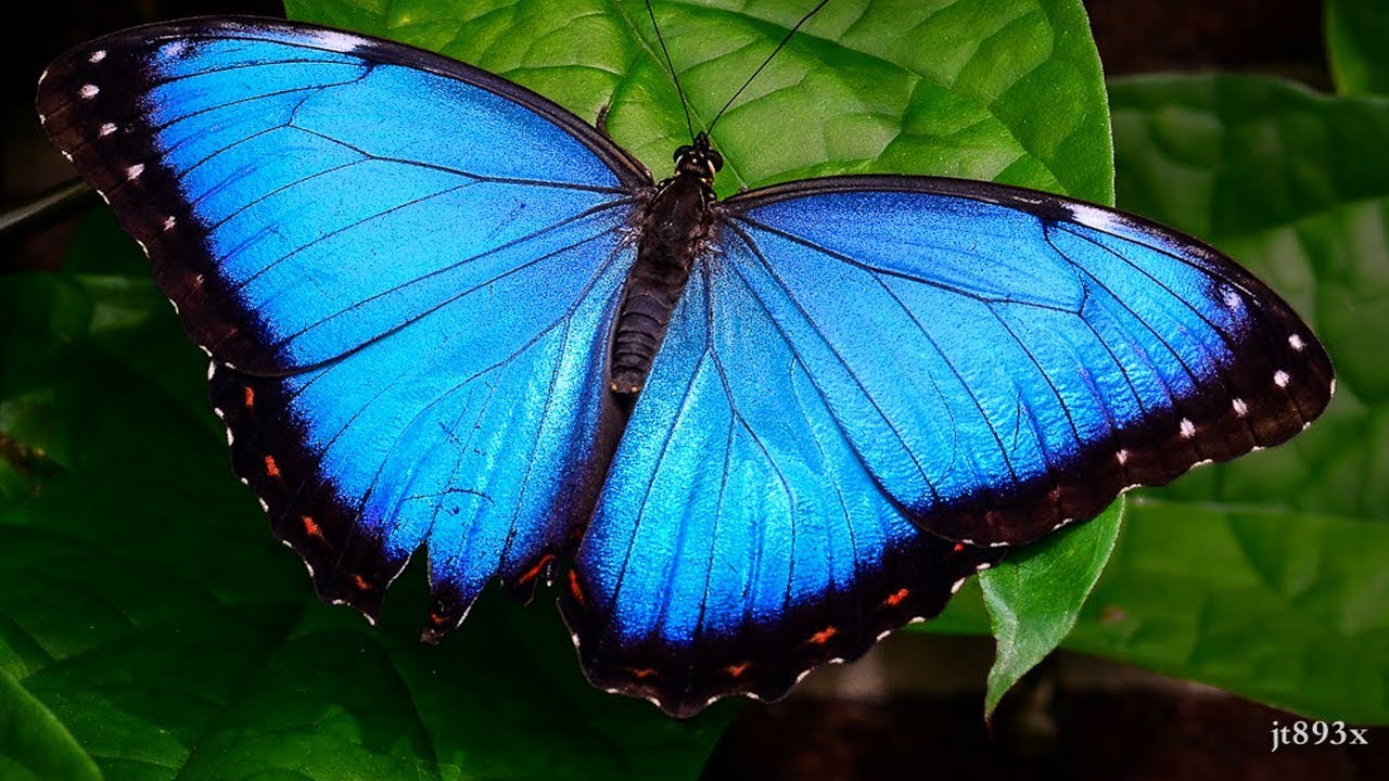 Image result for morpho butterfly images