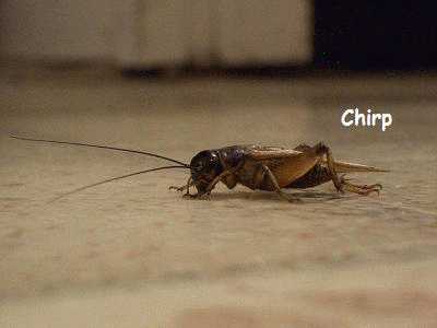 Chirp