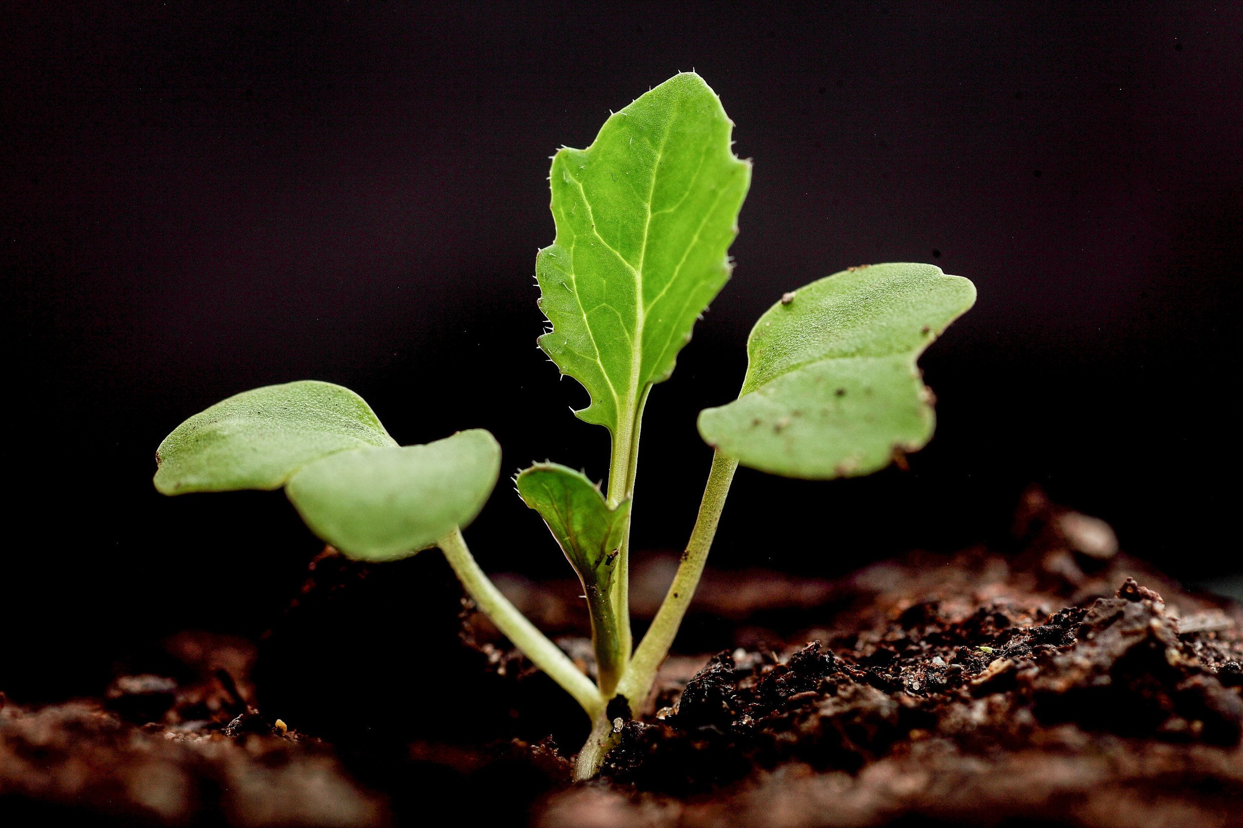 OSR at cotyledon stage