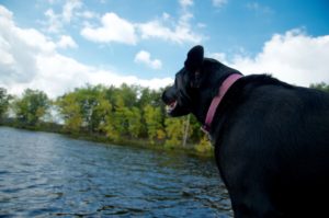 I'm thankful for boat rides and my black lab, Abby.