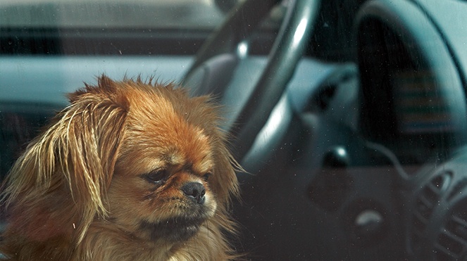 DogInHotCar-Full