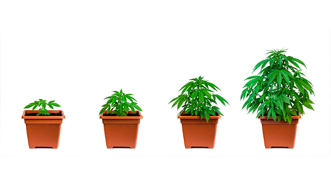 MarijuanaGrow-full