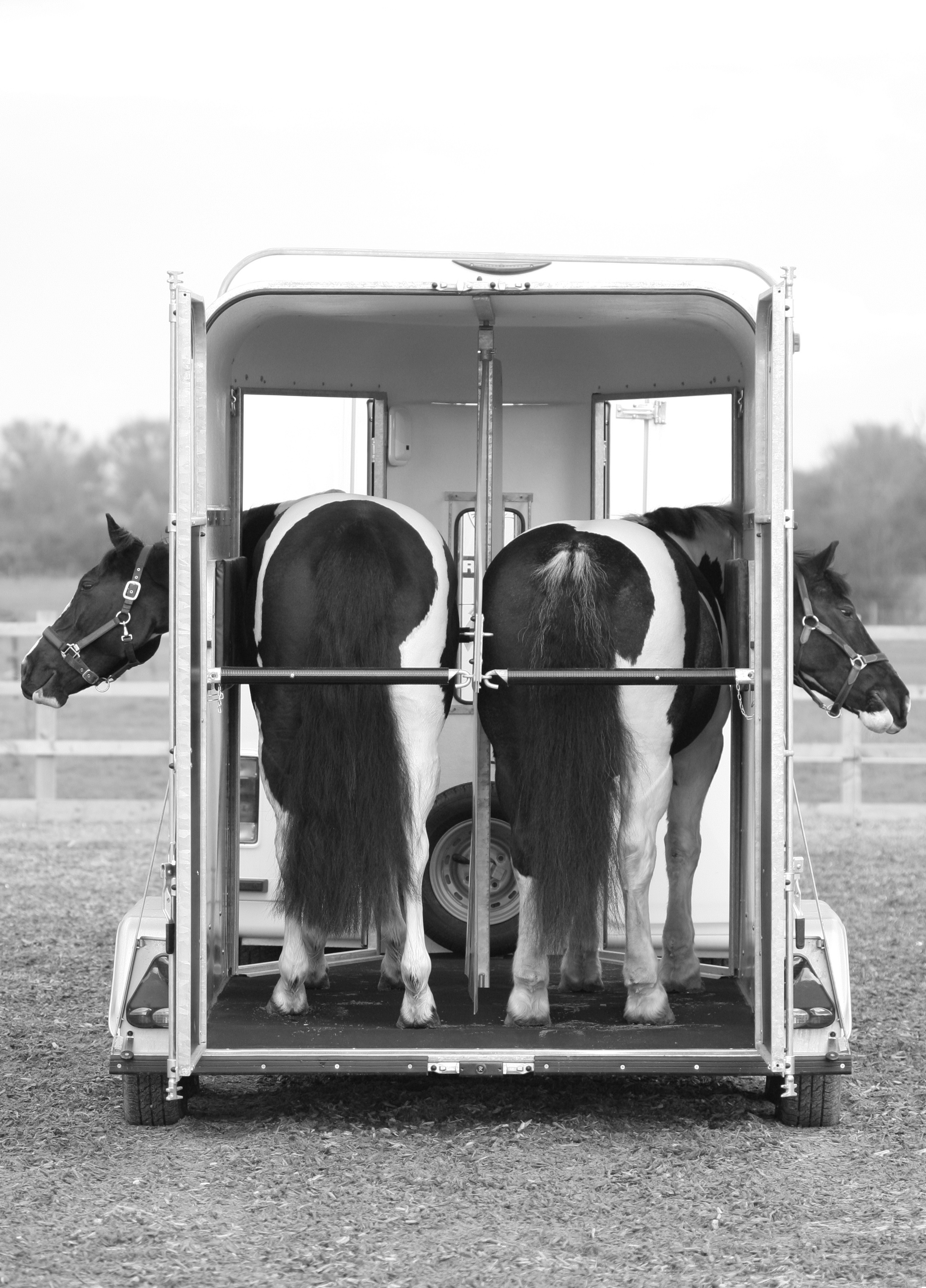 Do Horses Experience Motion Sickness?