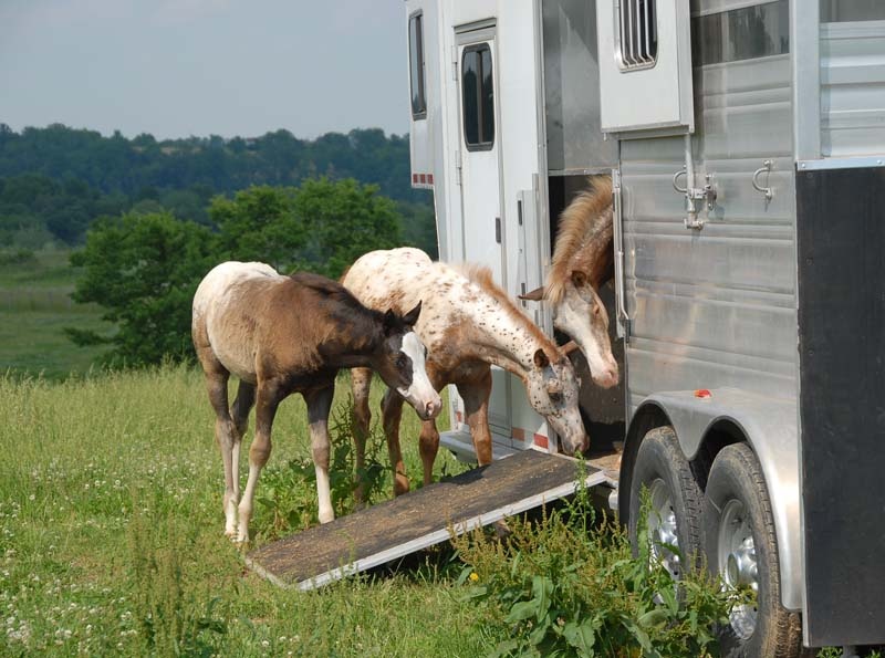 How Does Horse Transportation Actually Work?