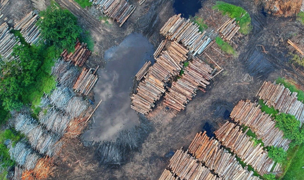 Effects of Deforestation | Pachamama Alliance