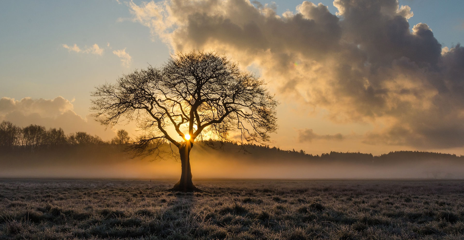 lone-tree-1934897_1920.jpg