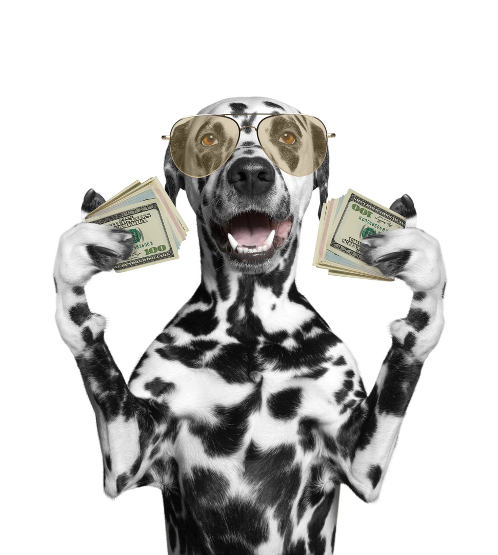 dalmatian-holding-stacks-of-cash-money