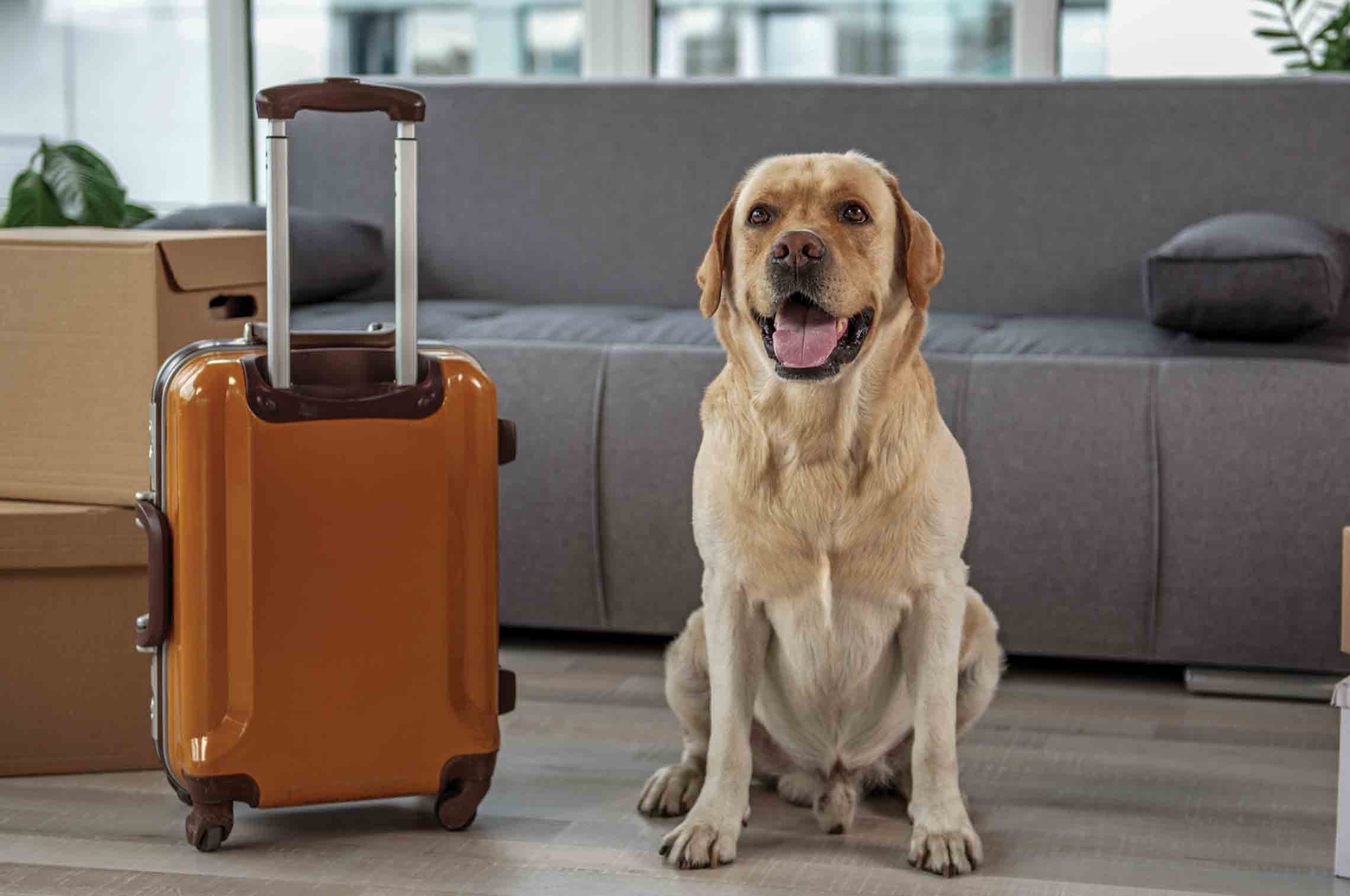 baggage pets